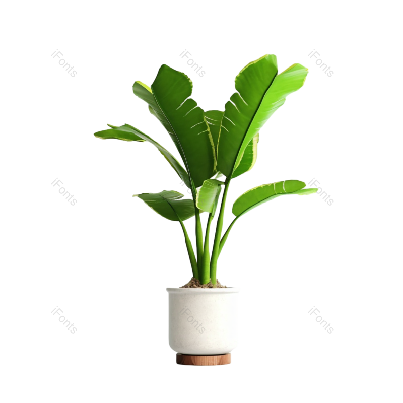 叶子图片,装饰元素,清新PNG,户外免抠素材